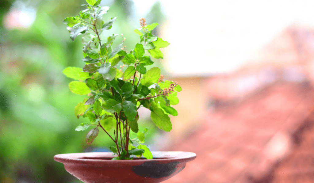 The Sacred Elegance of Tulsi Worship at Home: A Green Beacon of Spiritual Bliss