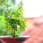 The Sacred Elegance of Tulsi Worship at Home: A Green Beacon of Spiritual Bliss