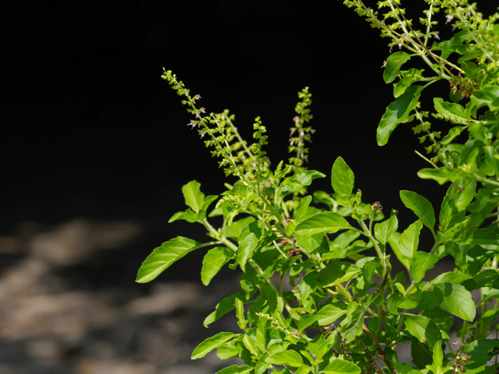  Flourishing with Faith: A Guide to Caring for Your Tulsi Plant at Home