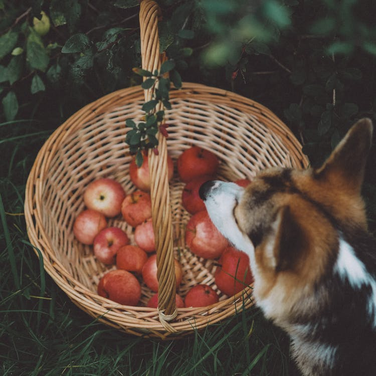 Can Dogs Eat Apples? All You Need to Know